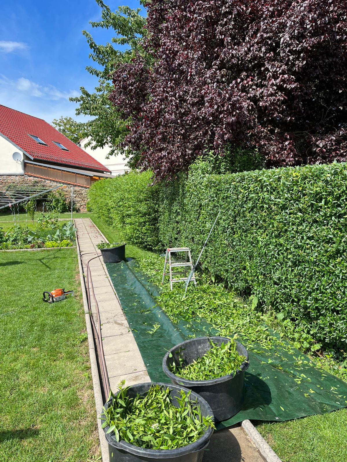 Baumfällung und Forstpflege im Habichtswald